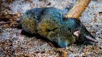 NEW SPECIES OF SUPER STRONG HERO SHREW DISCOVERED